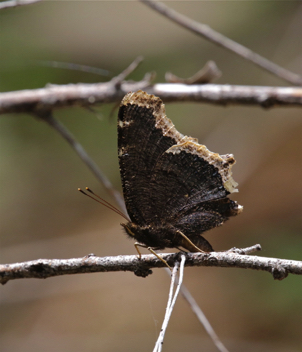 Mourning Cloak